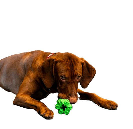 Hund mit Spielzeug